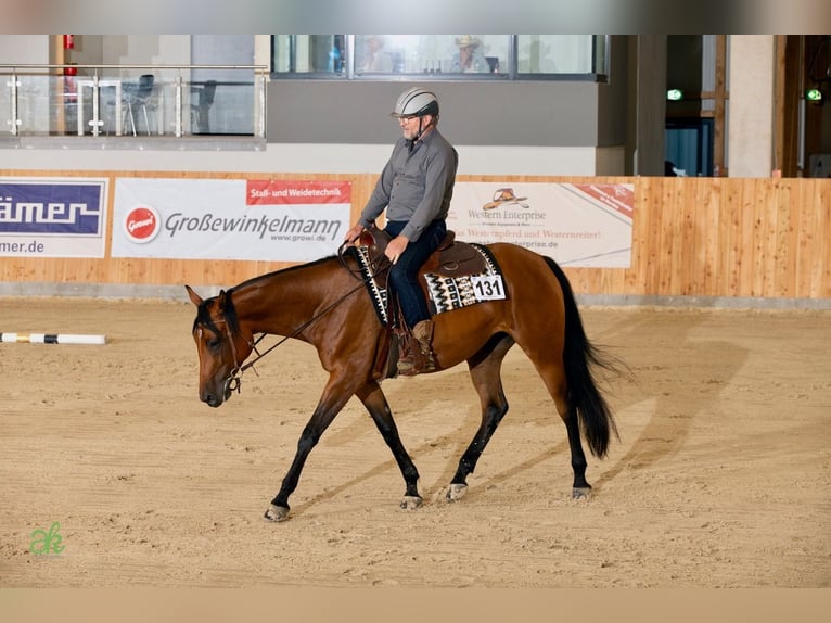 American Quarter Horse Merrie 5 Jaar 165 cm Bruin in Steyerberg