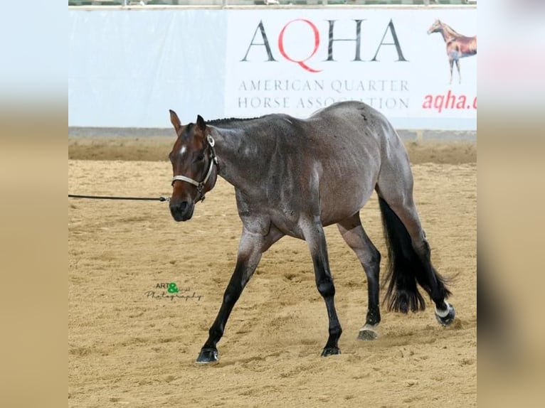 American Quarter Horse Merrie 5 Jaar 165 cm Roan-Bay in Bützow