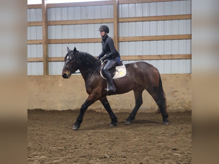 American Quarter Horse Mix Merrie 5 Jaar 165 cm Roan-Bay in Howell