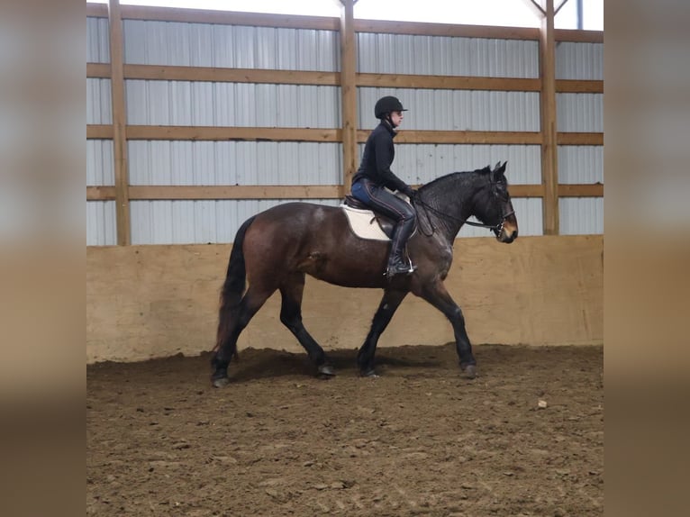 American Quarter Horse Mix Merrie 5 Jaar 165 cm Roan-Bay in Howell