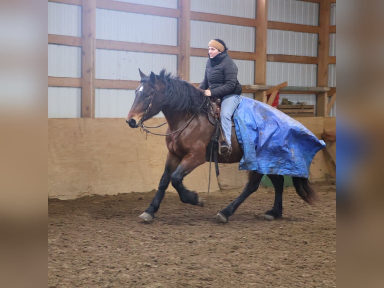 American Quarter Horse Mix Merrie 5 Jaar 165 cm Roan-Bay in Howell
