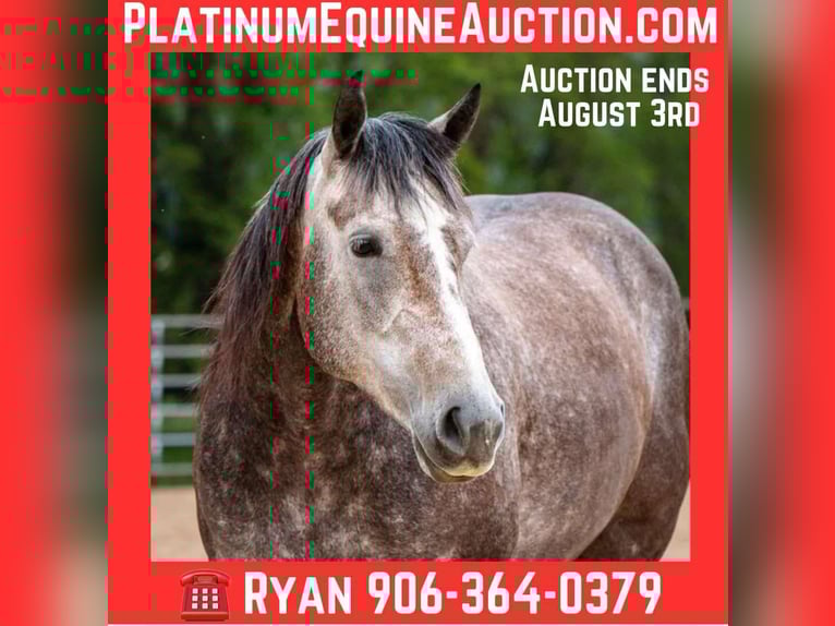American Quarter Horse Merrie 5 Jaar Appelschimmel in Brooklyn, WI