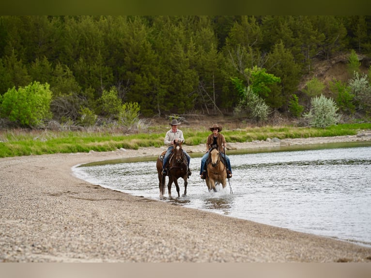 American Quarter Horse Merrie 5 Jaar Buckskin in Brandon