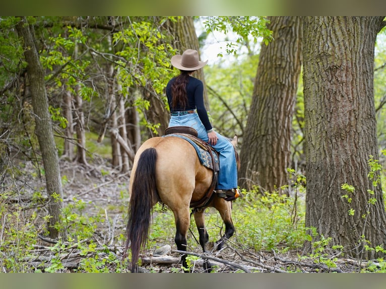 American Quarter Horse Merrie 5 Jaar Buckskin in Brandon