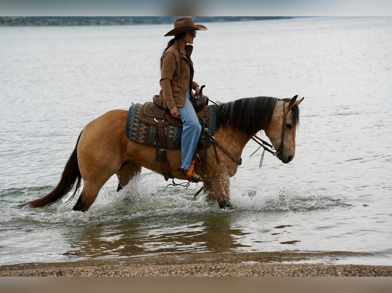 American Quarter Horse Merrie 5 Jaar Buckskin in Brandon