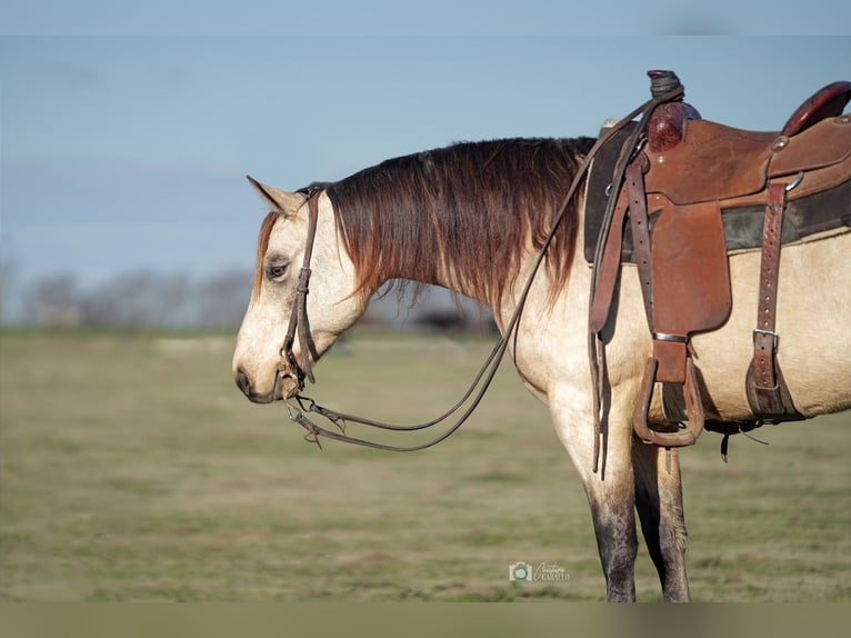 American Quarter Horse Merrie 5 Jaar Buckskin in Addison