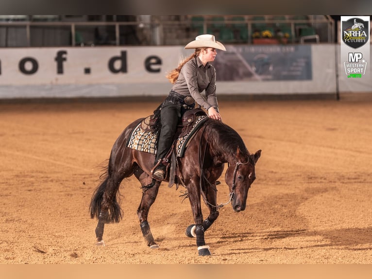 American Quarter Horse Merrie 5 Jaar Donkere-vos in Balingen