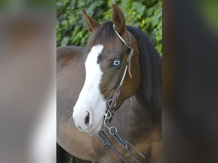 American Quarter Horse Merrie 5 Jaar Donkere-vos in Kürten