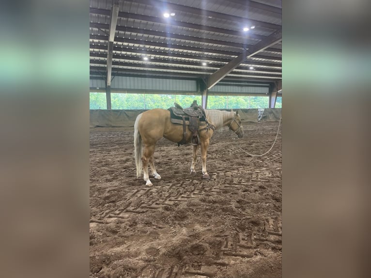 American Quarter Horse Merrie 5 Jaar Palomino in Knox IN