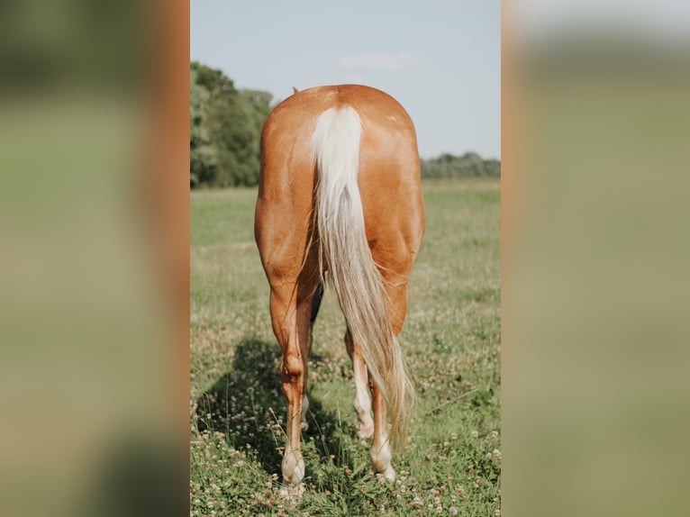 American Quarter Horse Merrie 5 Jaar Palomino in Knox IN