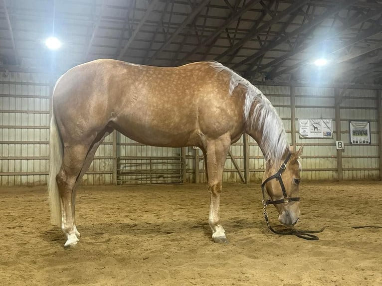 American Quarter Horse Merrie 5 Jaar Palomino in Knox IN