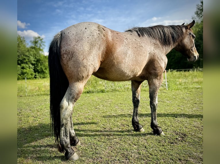 American Quarter Horse Merrie 5 Jaar Roan-Bay in Four Oaks