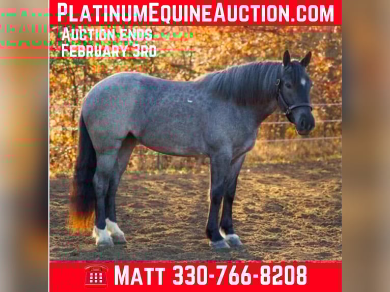 American Quarter Horse Merrie 5 Jaar Roan-Blue in BRistolville OH