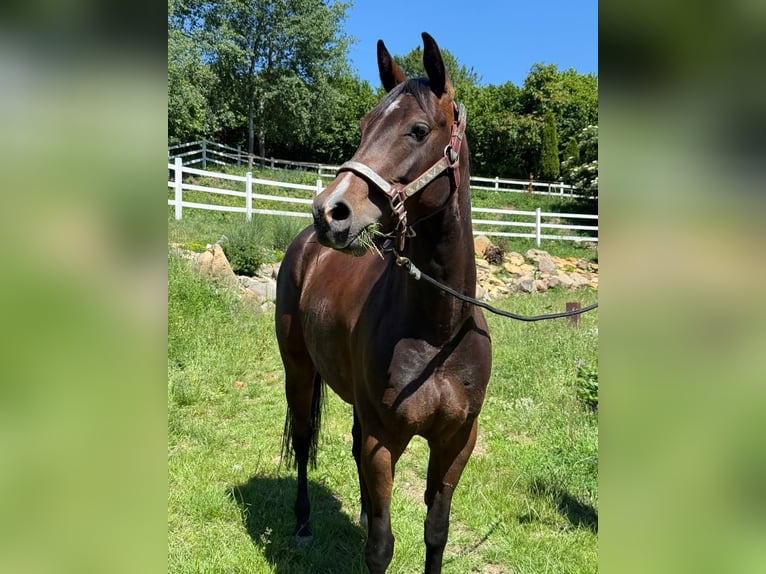 American Quarter Horse Merrie 5 Jaar Roodbruin in Banská Štiavnica