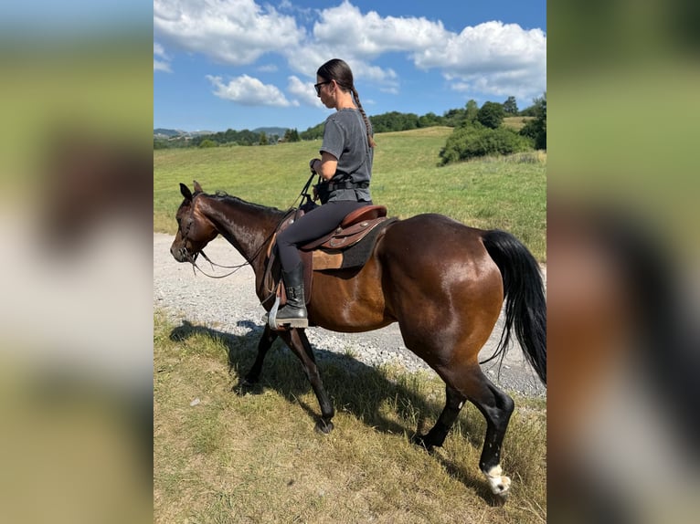 American Quarter Horse Merrie 5 Jaar Roodbruin in Banská Štiavnica