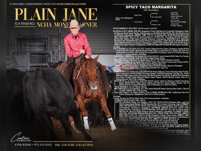 American Quarter Horse Merrie 5 Jaar Roodvos in Fort Worth