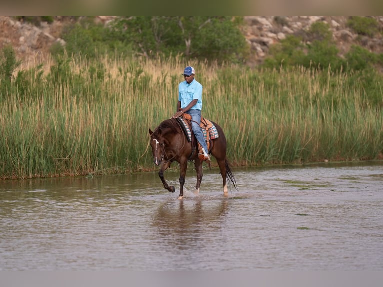 American Quarter Horse Merrie 5 Jaar Roodvos in Casa Grande