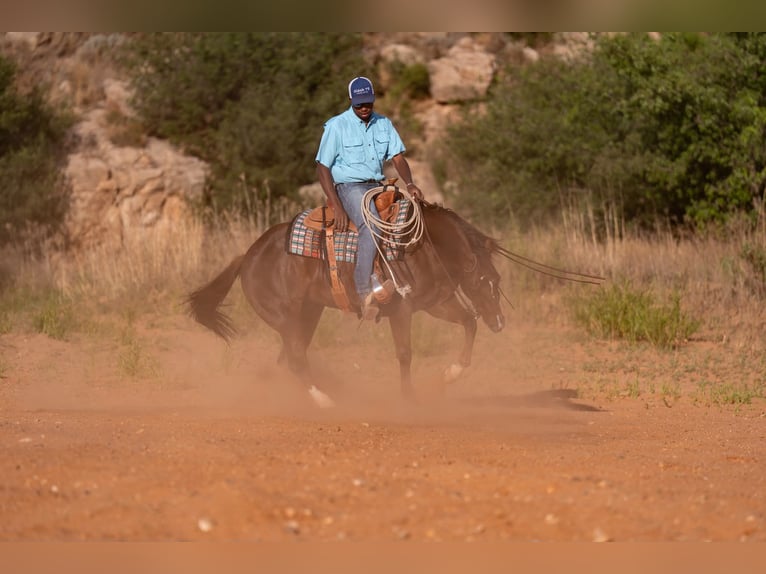 American Quarter Horse Merrie 5 Jaar Roodvos in Casa Grande