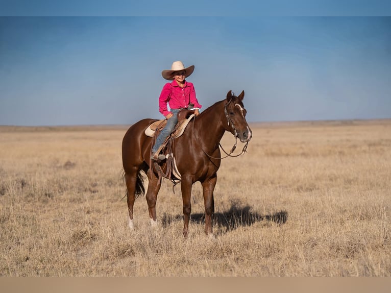American Quarter Horse Merrie 5 Jaar Roodvos in Casa Grande