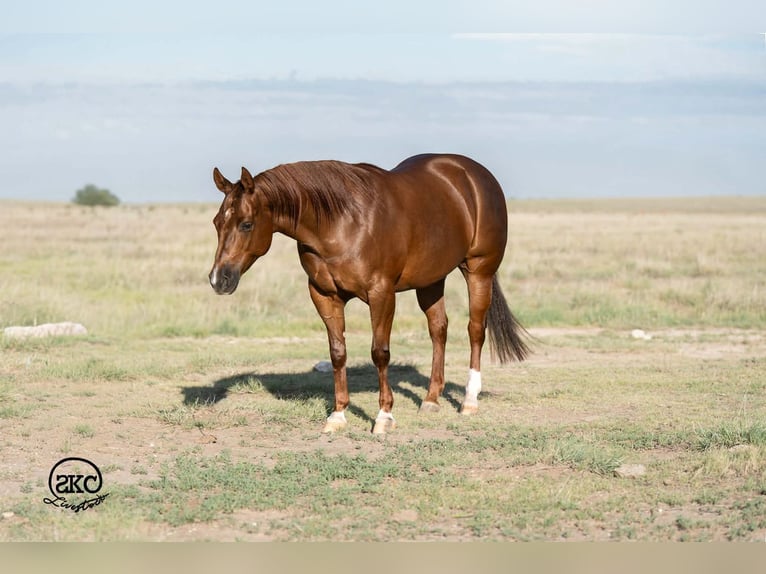 American Quarter Horse Merrie 5 Jaar Roodvos in Canyon