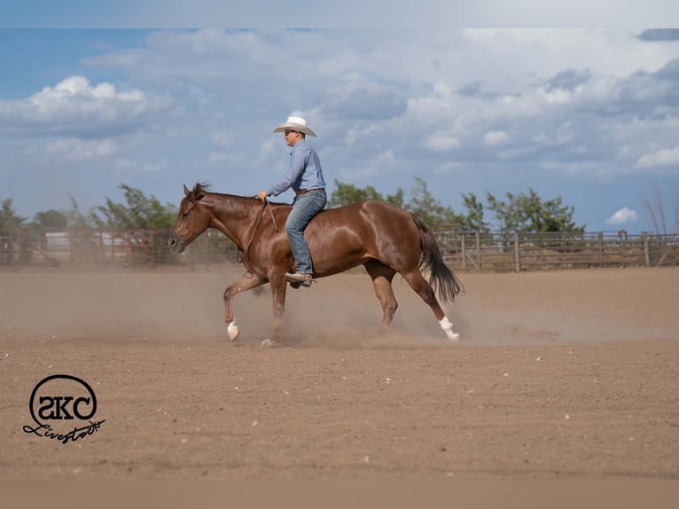 American Quarter Horse Merrie 5 Jaar Roodvos in Canyon