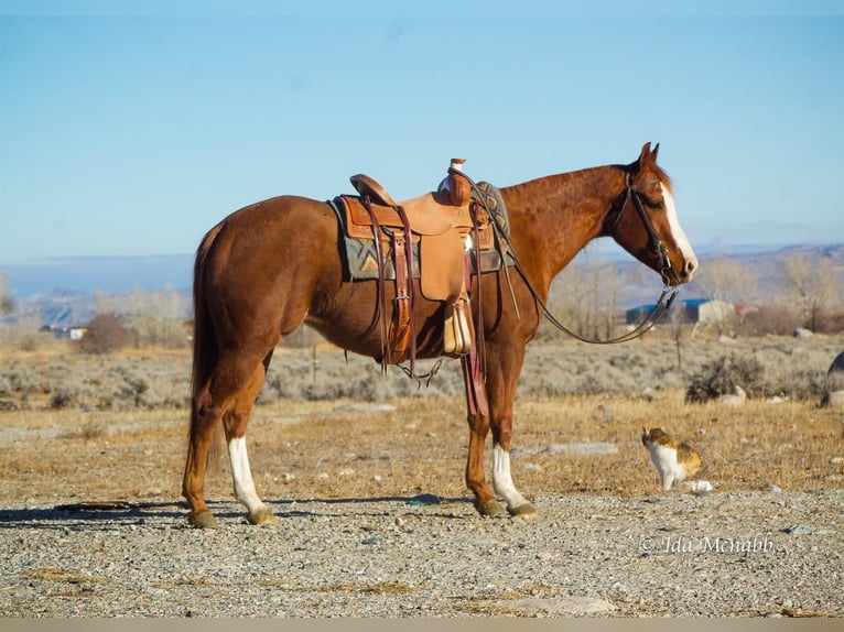 American Quarter Horse Merrie 5 Jaar Roodvos in Cody, WY