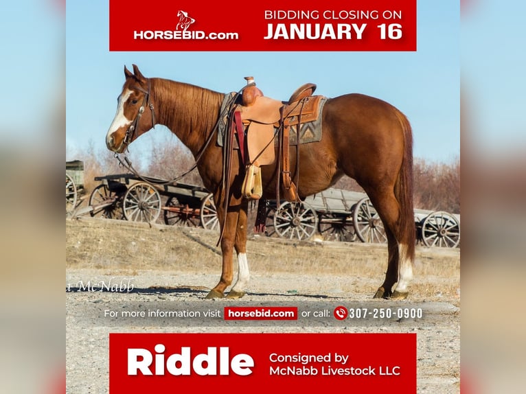 American Quarter Horse Merrie 5 Jaar Roodvos in Cody, WY