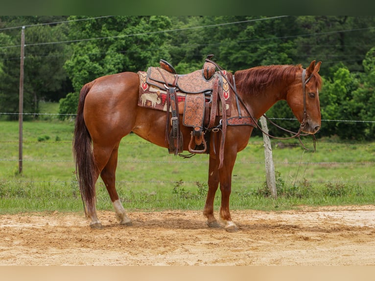 American Quarter Horse Merrie 5 Jaar Roodvos in Rusk