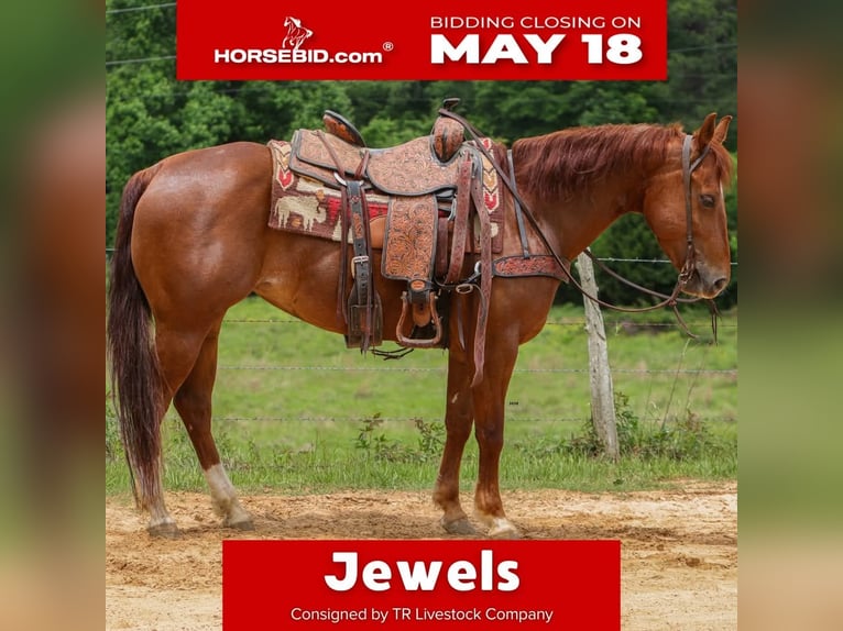 American Quarter Horse Merrie 5 Jaar Roodvos in Rusk
