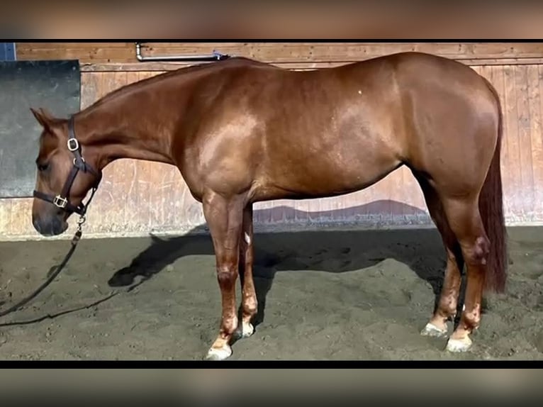 American Quarter Horse Merrie 5 Jaar Roodvos in Brescia