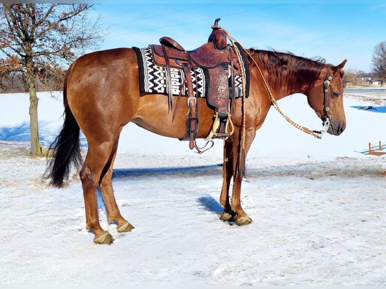 American Quarter Horse Merrie 5 Jaar Roodvos in Robards, KY