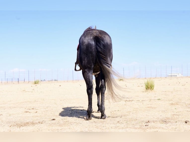American Quarter Horse Merrie 5 Jaar Schimmel in Canyon
