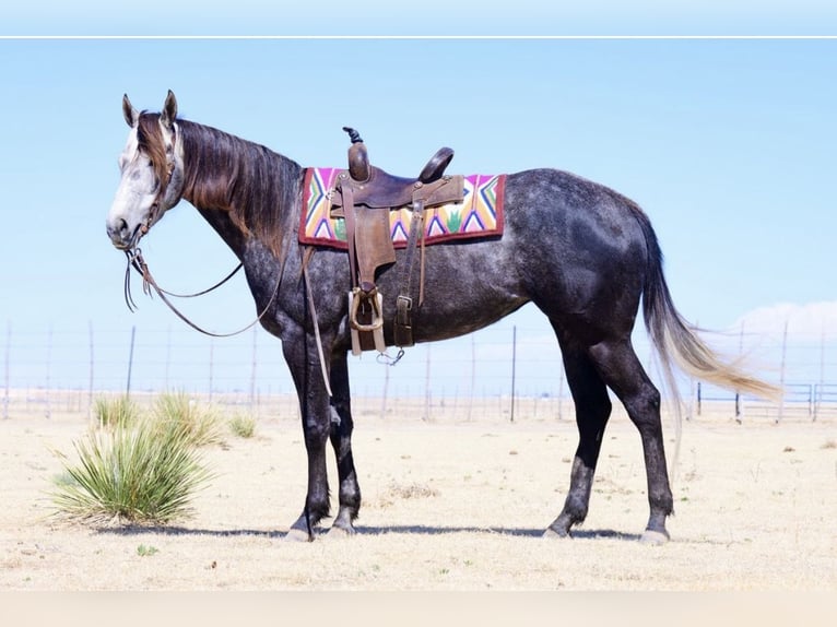 American Quarter Horse Merrie 5 Jaar Schimmel in Canyon