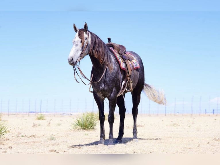 American Quarter Horse Merrie 5 Jaar Schimmel in Canyon