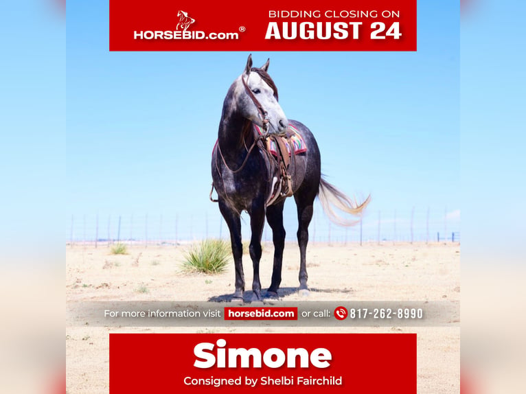 American Quarter Horse Merrie 5 Jaar Schimmel in Canyon