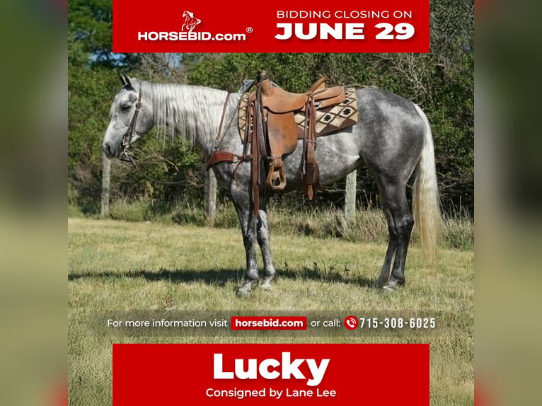 American Quarter Horse Merrie 5 Jaar Schimmel in Corsica