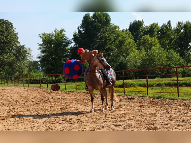 American Quarter Horse Merrie 5 Jaar Schimmel in Quitman