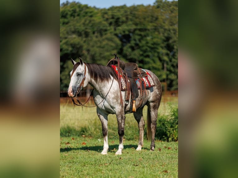 American Quarter Horse Merrie 5 Jaar Schimmel in Quitman