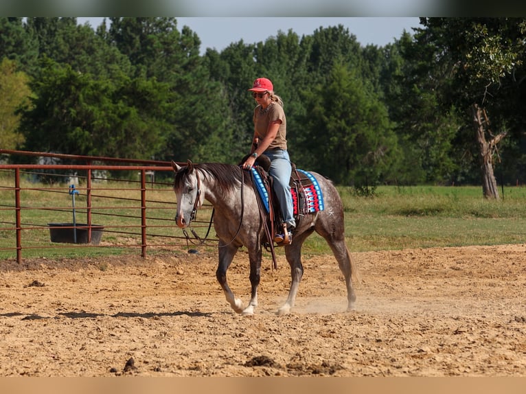 American Quarter Horse Merrie 5 Jaar Schimmel in Quitman