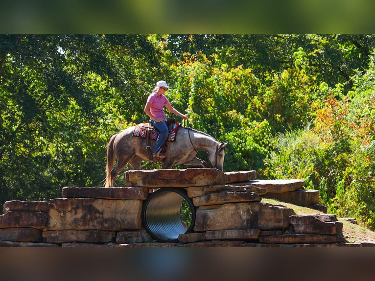 American Quarter Horse Merrie 5 Jaar Schimmel in Quitman