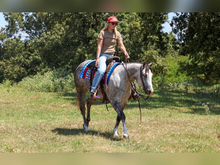 American Quarter Horse Merrie 5 Jaar Schimmel in Quitman