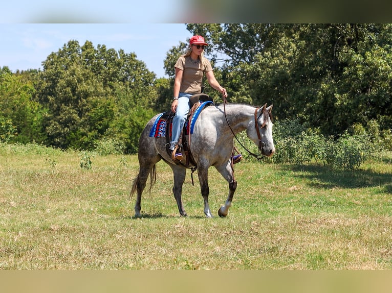 American Quarter Horse Merrie 5 Jaar Schimmel in Quitman