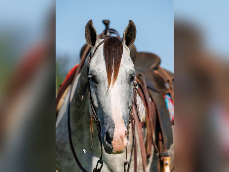American Quarter Horse Merrie 5 Jaar Schimmel in Quitman