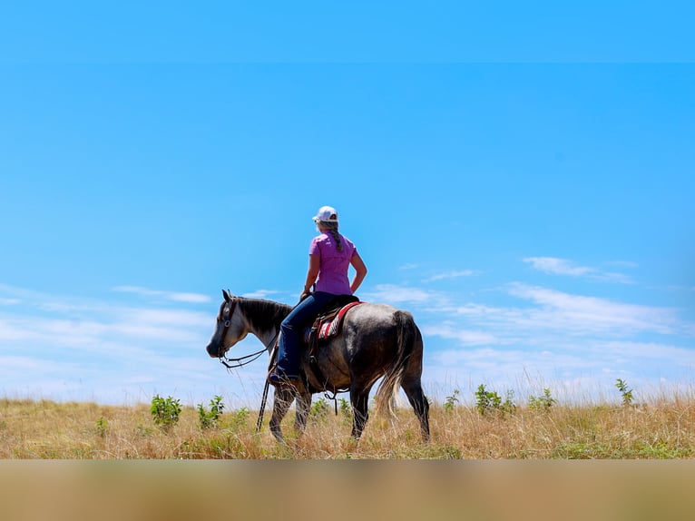 American Quarter Horse Merrie 5 Jaar Schimmel in Quitman