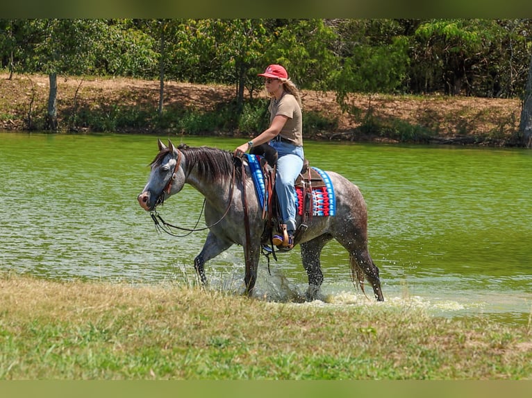 American Quarter Horse Merrie 5 Jaar Schimmel in Quitman