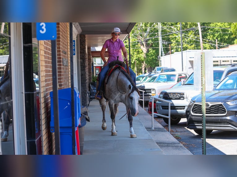 American Quarter Horse Merrie 5 Jaar Schimmel in Quitman