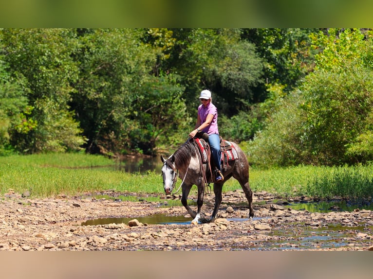 American Quarter Horse Merrie 5 Jaar Schimmel in Quitman