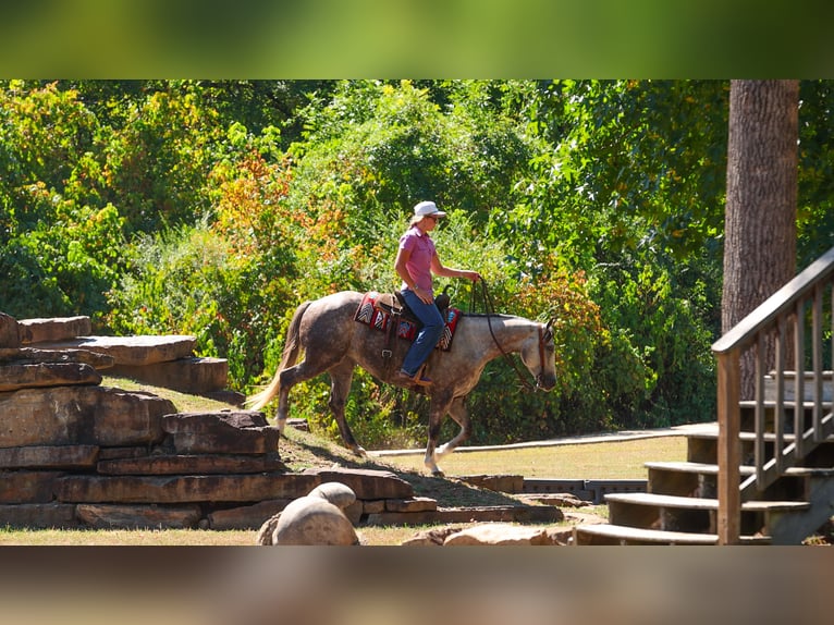 American Quarter Horse Merrie 5 Jaar Schimmel in Quitman