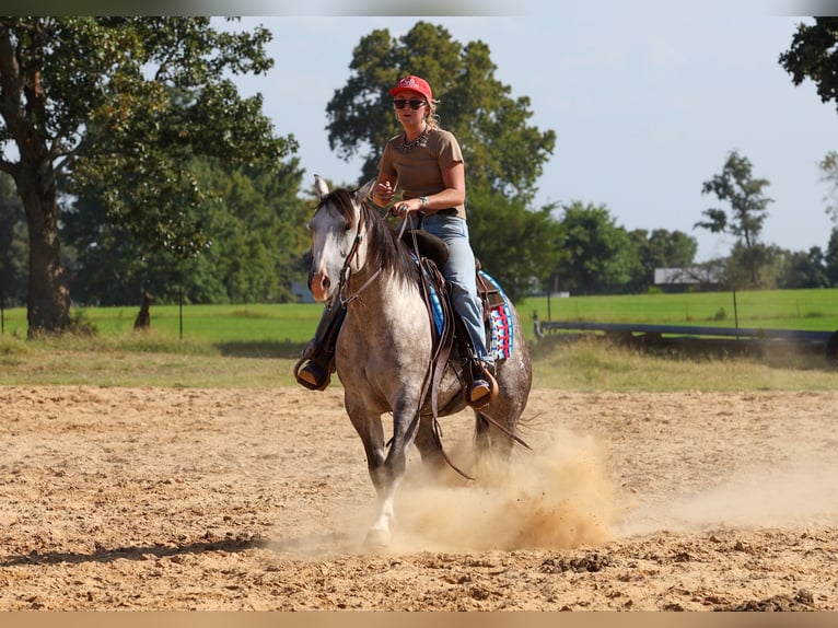American Quarter Horse Merrie 5 Jaar Schimmel in Quitman