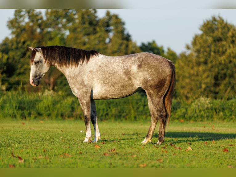 American Quarter Horse Merrie 5 Jaar Schimmel in Quitman